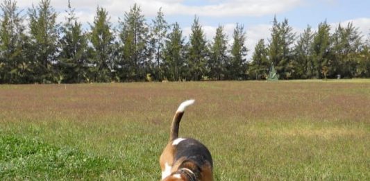perro beagle Garret disfrutando en la hierba
