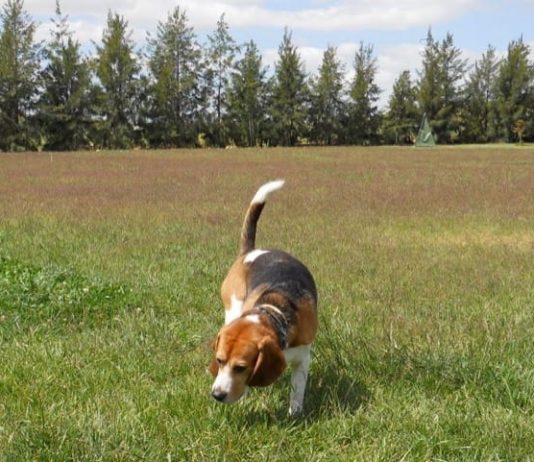 Cuando llamas a tu perro y no viene (3) perro beagle Garret disfrutando en la hierba