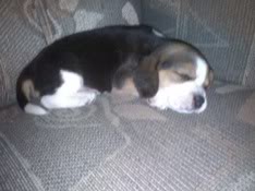 beagle_jack_dormido