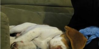 Detalles de la muerte de Taco