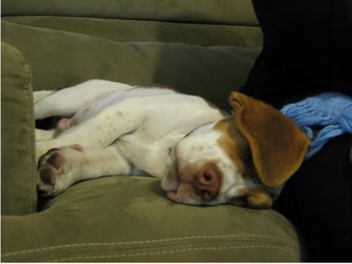 beagle_taco_dormido_sofa