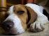 beagle_Google_6meses