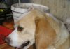 beagle-Chispis-antes-parto