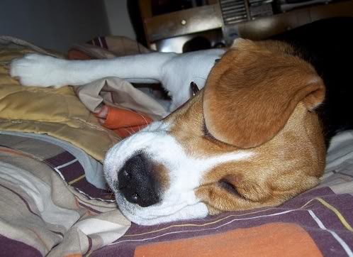 beagle-lulu-argentina-2