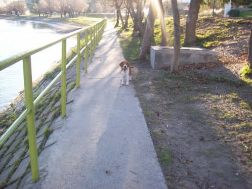 beagle_Nutty_paseo_Agentina