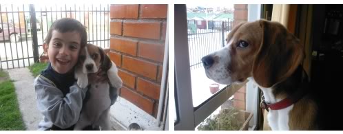 beagle_Pelusa_Chile