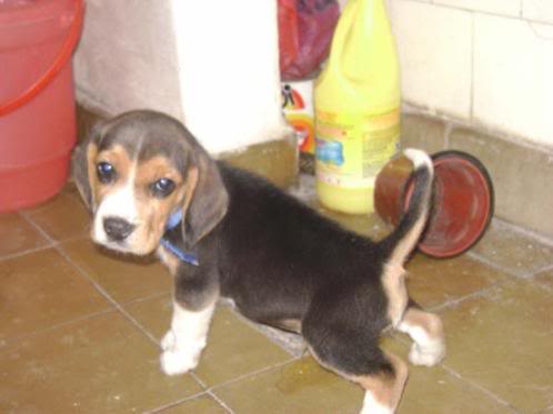 beagle_Toto_cachorro