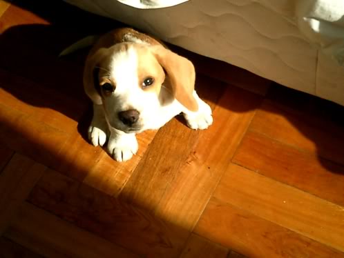 cachorro beagle Valentin de Chile