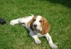 beagle bicolor Zac en la hierba