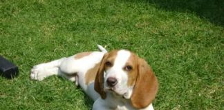 beagle bicolor Zac en la hierba