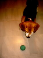 jugando_con_el_perro_y_pelota