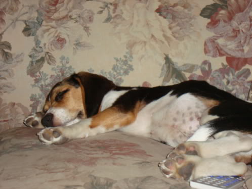 Beagle_durmiendo_Zeus