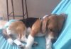 beagle-Zeus-dormido-sofa