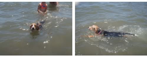 beagle_Maya_nadando_mar