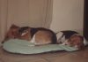 beagles-Zeus-y-Maya