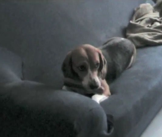 quitarle-algo-al-perro