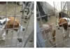 Perrita beagle llamada Bego, cuando estaba en un refugio de perros.