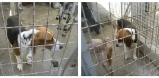 Perrita beagle llamada Bego, cuando estaba en un refugio de perros.