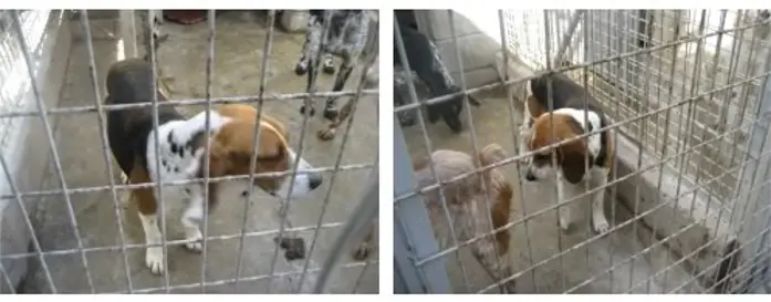 Perrita beagle llamada Bego, cuando estaba en un refugio de perros.