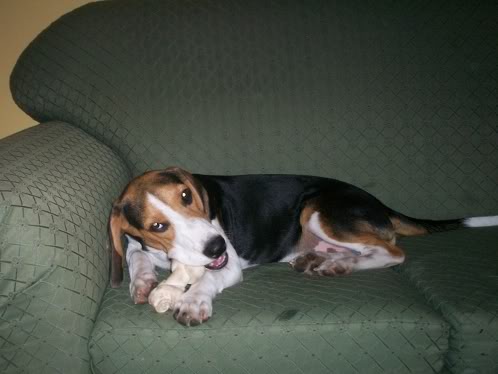 beagle-manolo-6meses- y su hueso