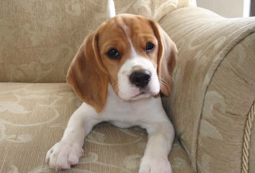 cachorro-beagle-Maya-Colombia