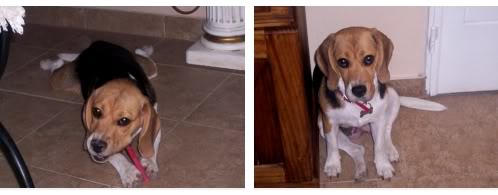 beagle-Mia-Argentina