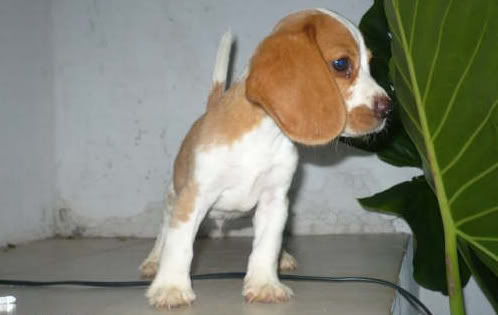 beagle-Rocky-Argentina