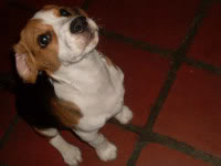 beagle-chiquito-6 meses