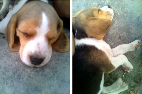 beagle-candy-colombia