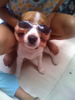perro con gafas de sol