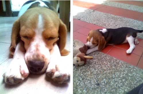 beagle-candy-colombia
