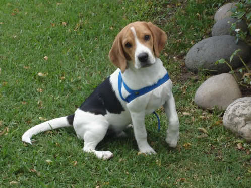 beagle-felipe-argentina