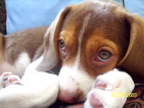 beagle-kiara-bogota