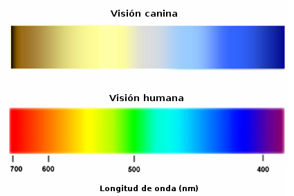 vision-colores-perros-humanos