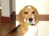 beagle-bonche-venezuela