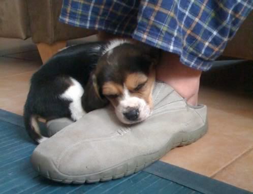 cachorro beagle dormido en zapatilla dueño