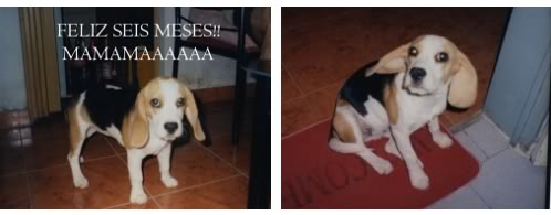 beagle-kiara-argentina