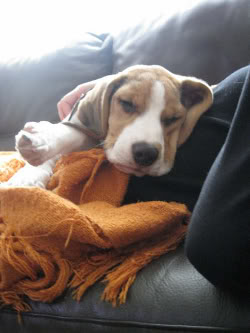 beagle Byron dormido en el sofá
