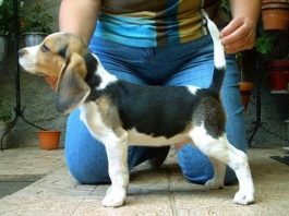 beagle-tricolor-byron