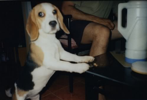 beagle_kiara_argentina