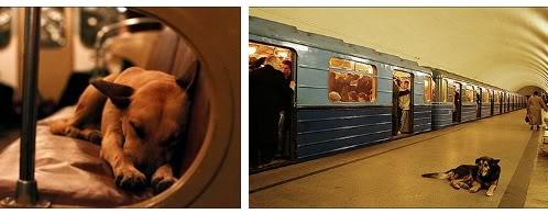 perros-en-el-metro