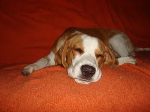 beagle-gala-argentina-4