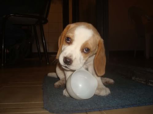 beagle-gala-argentina