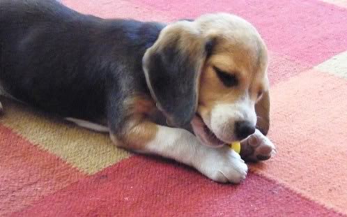 beagle-lily-con juguete