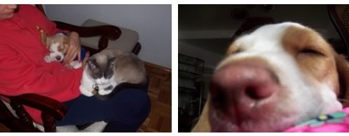 beagle bicolor y gata