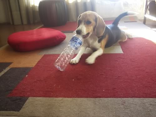 beagle-polita-botella