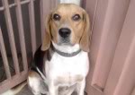 beagle-waldo-venezuela