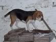 beagle Lulu