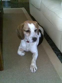 beagle-yoko-adoptada-3