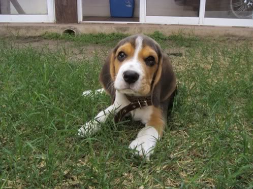 beagle-bruno-argentina-3